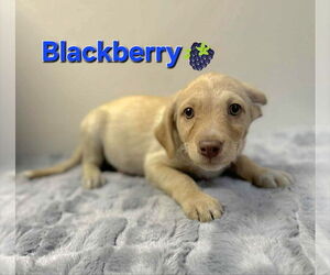 Poodle (Miniature)-Unknown Mix Dogs for adoption in Modesto, CA, USA