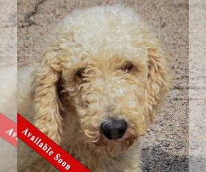 Medium Photo #5 Mutt Puppy For Sale in Huntley, IL, USA