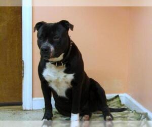 American Pit Bull Terrier Dogs for adoption in York, SC, USA