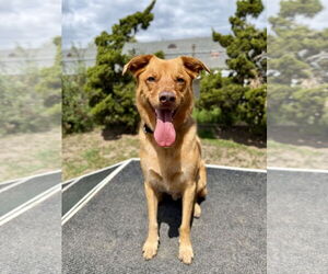 Retriever -Unknown Mix Dogs for adoption in Seal Beach, CA, USA