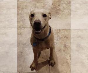 Labrador Retriever-Unknown Mix Dogs for adoption in No Physical Shelter, AZ, USA
