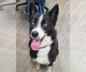 Border Collie-Siberian Husky Mix Dogs for adoption in Emmett, ID, USA