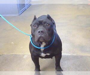 American Pit Bull Terrier Dogs for adoption in Sacramento, CA, USA