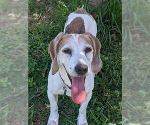Beagle Dogs for adoption in Sarasota, FL, USA