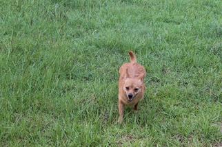 Chihuahua Dogs for adoption in Albany, GA, USA