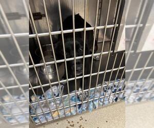 Mutt Dogs for adoption in Oklahoma City, OK, USA