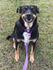 Doberman Pinscher Dogs for adoption in Pembroke, GA, USA