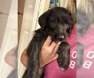 Miniature Schnauzer-Unknown Mix Dogs for adoption in San Antonio, TX, USA