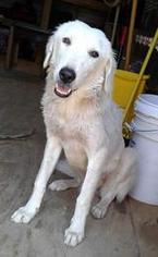 Anatolian Shepherd-Great Pyrenees Mix Dogs for adoption in Chichester, NH, USA