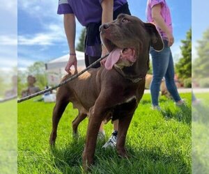 Mastiff Dogs for adoption in SAINT CHARLES, IL, USA