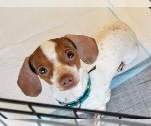 Chiweenie Dogs for adoption in Plymouth, MN, USA