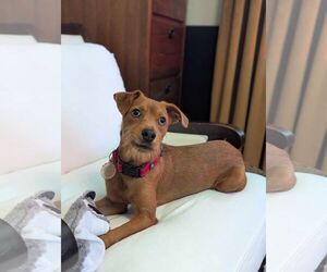 Mutt Dogs for adoption in Minneapolis, MN, USA