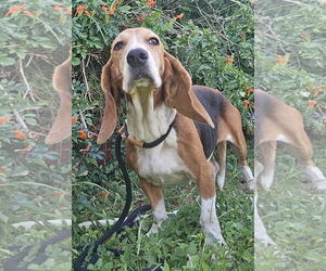 Basset Hound Dogs for adoption in Deepwater, NJ, USA