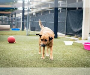 Shepradors Dogs for adoption in Orlando, FL, USA