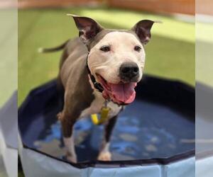 American Pit Bull Terrier-Unknown Mix Dogs for adoption in Las Vegas, NV, USA