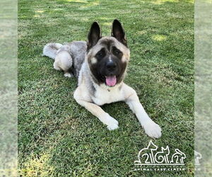 Akita Dogs for adoption in Irvine, CA, USA