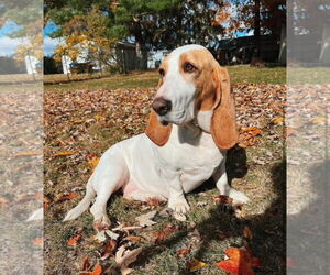 Basset Hound Dogs for adoption in Brookville, OH, USA