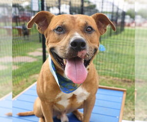 American Staffordshire Terrier-Unknown Mix Dogs for adoption in San Antonio, TX, USA