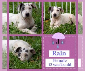 American Bulldog-Whippet Mix Dogs for adoption in Milner, GA, USA