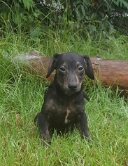 Dachshund-Unknown Mix Dogs for adoption in Social Circle, GA, USA