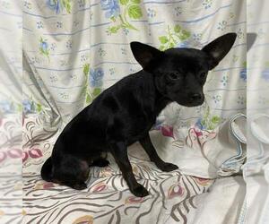 Chug Dogs for adoption in Modesto, CA, USA