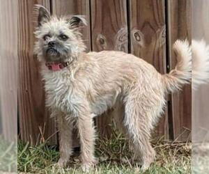 Border Terrier Dogs for adoption in Von Ormy, TX, USA