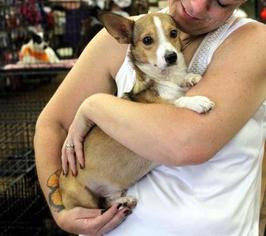Dorgi Dogs for adoption in Arlington, TX, USA