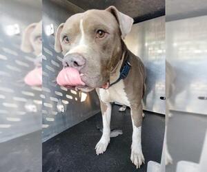 American Staffordshire Terrier-Unknown Mix Dogs for adoption in San Antonio, TX, USA