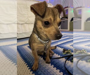 Chiweenie Dogs for adoption in Oak Bluffs, MA, USA
