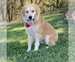Golden Retriever Dogs for adoption in Waco, TX, USA