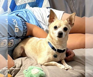 Chihuahua-Unknown Mix Dogs for adoption in Batavia, OH, USA