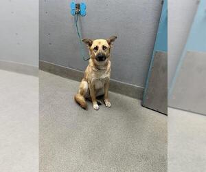 German Shepherd Dog-Unknown Mix Dogs for adoption in Las Vegas, NV, USA