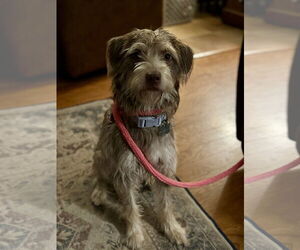 Mutt Dogs for adoption in Holly Springs, NC, USA