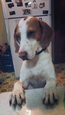 Mutt Dogs for adoption in Elizabethton, TN, USA
