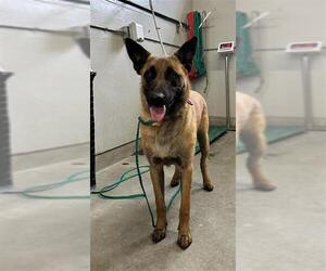 Mutt Dogs for adoption in Camarillo, CA, USA