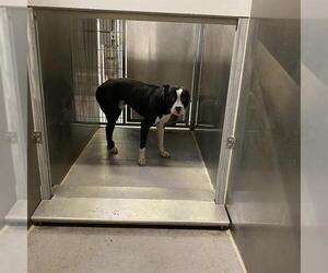 Bulloxer Dogs for adoption in Modesto, CA, USA