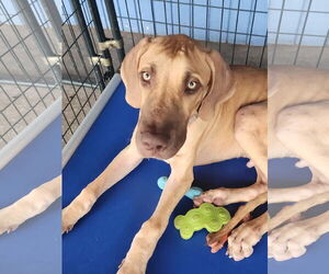 Great Dane Dogs for adoption in Palm Beach, FL, USA