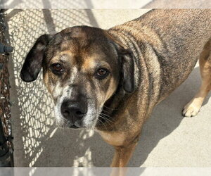 English Foxhound-Unknown Mix Dogs for adoption in Tulsa, OK, USA