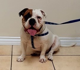 Olde Bulldog Dogs for adoption in Victorville, CA, USA