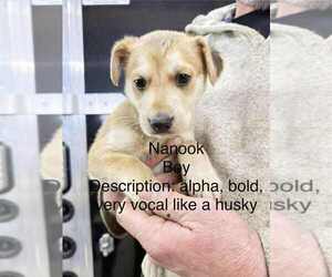 Gerberian Shepsky Dogs for adoption in Aurora, IN, USA