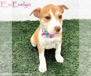 American Staffordshire Terrier-Unknown Mix Dogs for adoption in San Diego, CA, USA