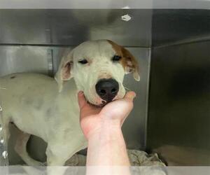 Labrador Retriever-Unknown Mix Dogs for adoption in Waco, TX, USA