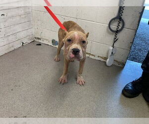 Chinese Shar-Pei Dogs for adoption in San Bernardino, CA, USA