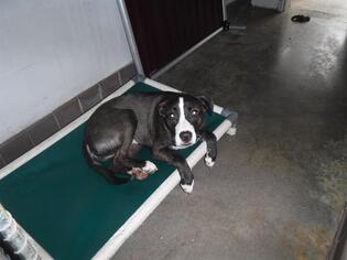 Shollie Dogs for adoption in Sanford, FL, USA