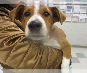 Mutt Dogs for adoption in Oklahoma City, OK, USA