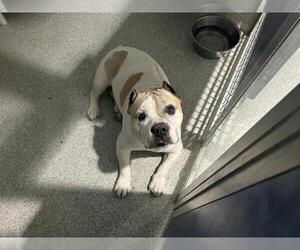 American Bulldog Dogs for adoption in Fort Collins, CO, USA
