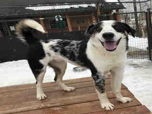 Border-Aussie Dogs for adoption in Frisco, CO, USA
