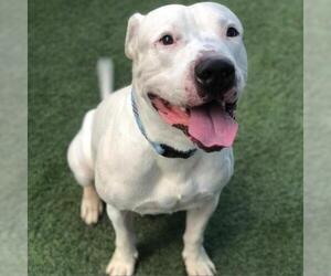 American Staffordshire Terrier Dogs for adoption in Tempe, AZ, USA