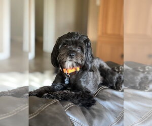 Havanese Dogs for adoption in Menifee, CA, USA