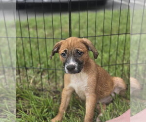 Labrador Retriever-Unknown Mix Dogs for adoption in Sanford, FL, USA